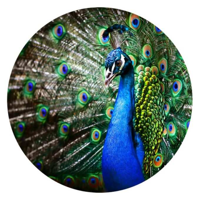 muurcirkel behangcirkel dieren kleurrijke pauw blauw vogel